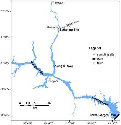 Viruses may facilitate the cyanobacterial blooming during summer bloom succession in Xiangxi Bay of Three Gorges Reservoir, China